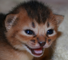 kitten